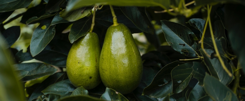 Love avocados? Thank the toxodon